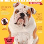 Anatomía del hocico y respiración en perros: descubre su relación