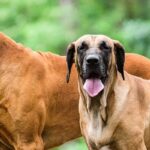 Descubre las razas de perros con hocicos cortos y sus características